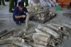 Ngà voi bị phát hiện tại cảng Cát Lái. (Ảnh: Hoàng Hải/Vietnam+)