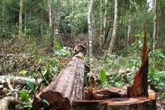 Một cây gỗ lớn vừa bị đốn hạ thuộc khu vực điểm du lịch sinh thái thác Lưu Ly. (Ảnh: Hưng Thịnh/TTXVN)