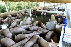 Ảnh chỉ có tính minh họa. (Ảnh: Vũ Sinh/TTXVN)