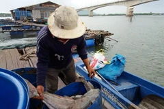 Vớt cá chết ở bè nuôi trên sông Chà Và. (Ảnh: Hoàng Nhị/TTXVN)