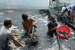 Thu hoạch cá rô. (Ảnh: Duy Khương/TTXVN)