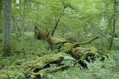 (Nguồn: en.wikipedia.org)