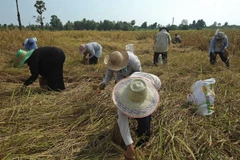 Nông dân gặt lúa trên cánh đồng ở Takbai, tỉnh Narathiwat, miền nam Thái Lan ngày 17/3. (Nguồn: AFP/TTXVN)
