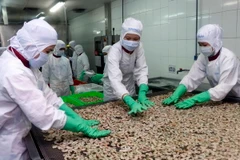 Chế biến tôm tẩm gia vị. (Ảnh: Thanh Liêm/TTXVN)