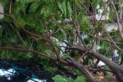 (Ảnh minh họa: Mạnh Linh/TTXVN)