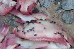 Cá chết bất thường trên sông Cổ Cò. (Ảnh: Trần Lê Lâm/Vietnam+)