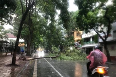 Cây đổ ngổn ngang trên phố Dã Tượng. (Ảnh: Nhóm PV/Vietnam+)