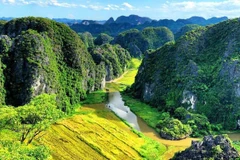 Mùa lúa chín Tam Cốc nhìn toàn cảnh từ Hang Múa. (Ảnh: CTV)