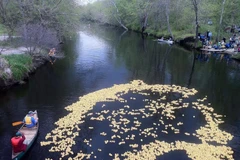 Hình ảnh từ cuộc đua vịt diễn ra trong năm ngoái (Nguồn: Boston Globe)