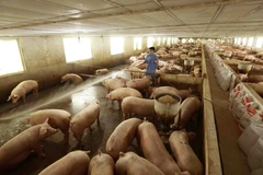 Giá lợn hơi đang tăng từng ngày, phổ biến từ 35.000-45.000 đồng mỗi kg