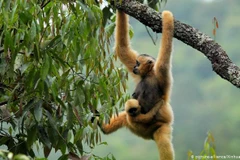 Thế giới chưa đạt đột phá cần thiết trong bảo vệ hệ sinh thái toàn cầu