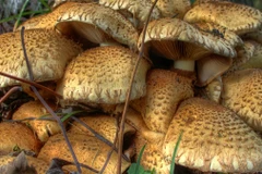 Đức công bố báo cáo về dấu tích sự cố hạt nhân Chernobyl sau 30 năm