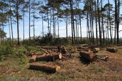 Rừng tự nhiên ở huyện Tuy Đức bị chặt phá. (Ảnh: Anh Dũng/TTXVN)