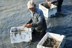 Người dân thu hoạch tôm càng xanh. (Ảnh: Huỳnh Thế Anh/TTXVN)