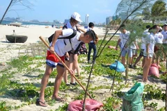 Thanh niên, sinh viên kiều bào tham gia trồng cây ven biển Đà Nẵng. (Ảnh: Đinh Văn Nhiều/TTXVN)