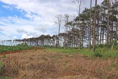 Vạt rừng thông bị đầu độc dài gần 1km dọc bên đường hiện đã có biểu hiện chết khô, lá héo úa. (Ảnh: Nguyễn Dũng/TTXVN)