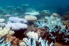 Rạn san hô Great Barrier ở Australia. (Ảnh: AFP/TTXVN)