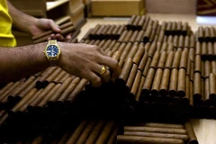 Công nhân phân loại xì gà tại nhà máy Cohiba ở La Habana, Cuba. (Ảnh: AFP/TTXVN)