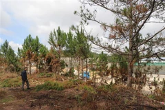 Công an Lâm Đồng bắt quả tang đối tượng cưa hạ trái phép 70 cây thông. (Ảnh: Đặng Tuấn/TTXVN)