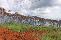 Vạt rừng thông bị đầu độc dài gần 1km dọc bên đường hiện đã có biểu hiện chết khô, lá héo úa. (Ảnh: Nguyễn Dũng/TTXVN)