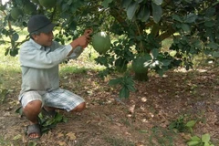 Anh Nguyễn Minh Thắng, ấp Phước Bình, xã Sông Xoài, chăm sóc vườn bưởi Tết. (Ảnh: Hoàng Nhị/TTXVN)