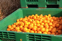 Ảnh minh họa. (Nguồn: WordPress.com)