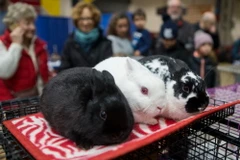 Các loài thú cưng và gia cầm được giới thiệu tại Hội chợ Nông nghiệp Hoàng gia mùa đông Toronto, Canada ngày 12/11. (Ảnh: THX/TTXVN)