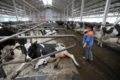 Bò sữa tại trang trại ở làng Moroski, cách thủ đô Minsk của Belarus 105km về phía tây bắc, ngày 30/6/2014. (Nguồn: AFP/TTXVN)
