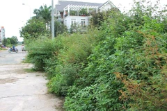 (Ảnh minh họa: Trần Xuân Tình/TTXVN)