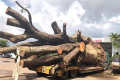 Chiếc xe chở cây "siêu khủng" bị lực lượng CSGT tạm giữ vì không có giấy phép lưu hành đặc biệt. (Ảnh: Nguyên Linh/TTXVN)