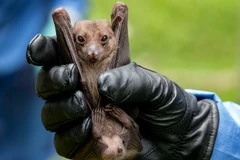 Virus SARS-CoV-2 khả năng có nguồn gốc từ động vật. (Nguồn: The Washington Post/Getty Images)