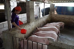 Người chăn nuôi ở thị trấn Hòa Thuận, huyện Quảng Hòa, tỉnh Cao Bằng tái đàn sau dịch tả lợn châu Phi. (Ảnh: TTXVN)