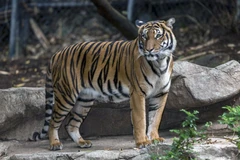 Một con hổ Malaysia. (Ảnh minh họa. Nguồn: AP)