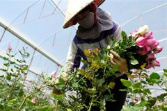Người dân huyện Lạc Dương (Lâm Đồng) thu hoạch hoa hồng. (Ảnh minh họa: Nguyễn Dũng/TTXVN)