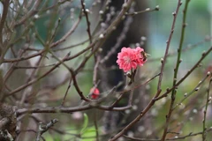 Hoa đào khoe sắc thắm tại chợ hoa Xuân trên phố Trần Nhân Tông, quận Hai Bà Trưng. (Ảnh: Hoàng Hiếu/TTXVN)