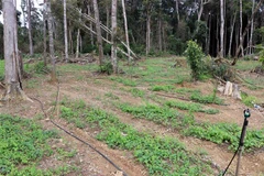 Vườn sâm dây của Công ty cổ phần Tập đoàn Mỹ Hạnh tại Hợp tác xã nông nghiệp Tuyết Sơn Kon Plông. (Ảnh: Cao Nguyên/TTXVN)