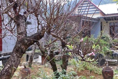 Gốc đào cổ đang ra chuẩn bị ra hoa tại hộ gia đình anh Hoàng Minh Thắm, xã Toàn Sơn, huyện Đà Bắc, Hòa Bình. (Ảnh: Thanh Hải/TTXVN)