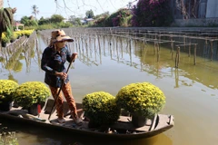 Cúc mâm xôi của gia đình chị Quyền ở xã Tân Khánh Đông, thành phố Sa Đéc đang thu hoạch. 