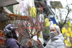 Người dân chọn mua hoa đào về chơi Tết. (Ảnh: Thanh Tùng/TTXVN)