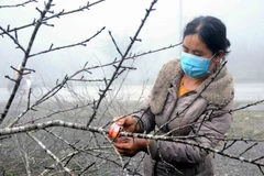 Người dân dán tem đào Vân Hồ (Sơn La) trước khi cung cấp ra thị trường. 