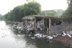 Trang trại nuôi vịt tại xã Hiển Khánh, huyện Vụ Bản, Nam Định. (Ảnh: Vũ Văn Đạt/Vietnam+)