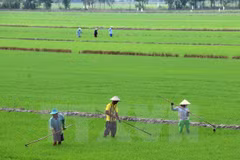 (Ảnh minh họa: Lê Huy Hải/TTXVN)
