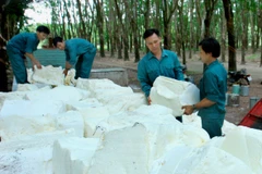 Thu hoạch mủ cao su tại Nông trường cao su Tân Lợi, Bình Phước. (Ảnh: Đình Huệ/TTXVN)
