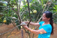 (Ảnh: Hải Yến/TTXVN)