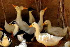 Ảnh minh họa. (Nguồn: cidrap.umn.edu)