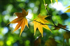 Rừng lá phong ở Đà Lạt. (Ảnh: Xuân Mai/Vietnam+)