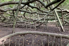 [Video] Kỳ lạ giàn Gừa khổng lồ trăm tuổi ở miền Tây sông nước 