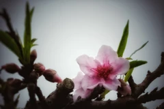 Ngẩn ngơ “sét đánh” với giống đào quý hiếm giá hàng trăm triệu