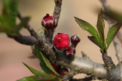 Ngắm cận cảnh giống đào quý hiếm của làng hoa Nhật Tân