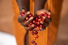 Phụ nữ Rwanda với hạt càphê "gánh" cả nền kinh tế đất nước này. (Ảnh: Melissa Lyttle)